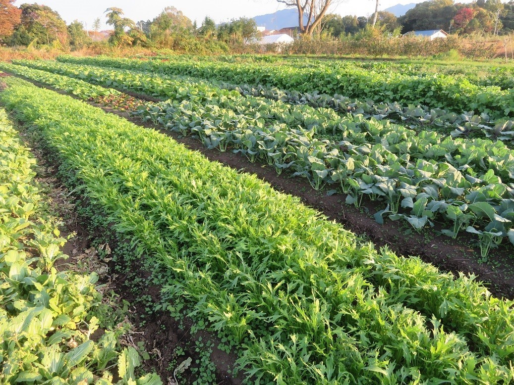 味香りの高い自然栽培野菜の食べ方